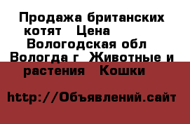 Продажа британских котят › Цена ­ 2 000 - Вологодская обл., Вологда г. Животные и растения » Кошки   